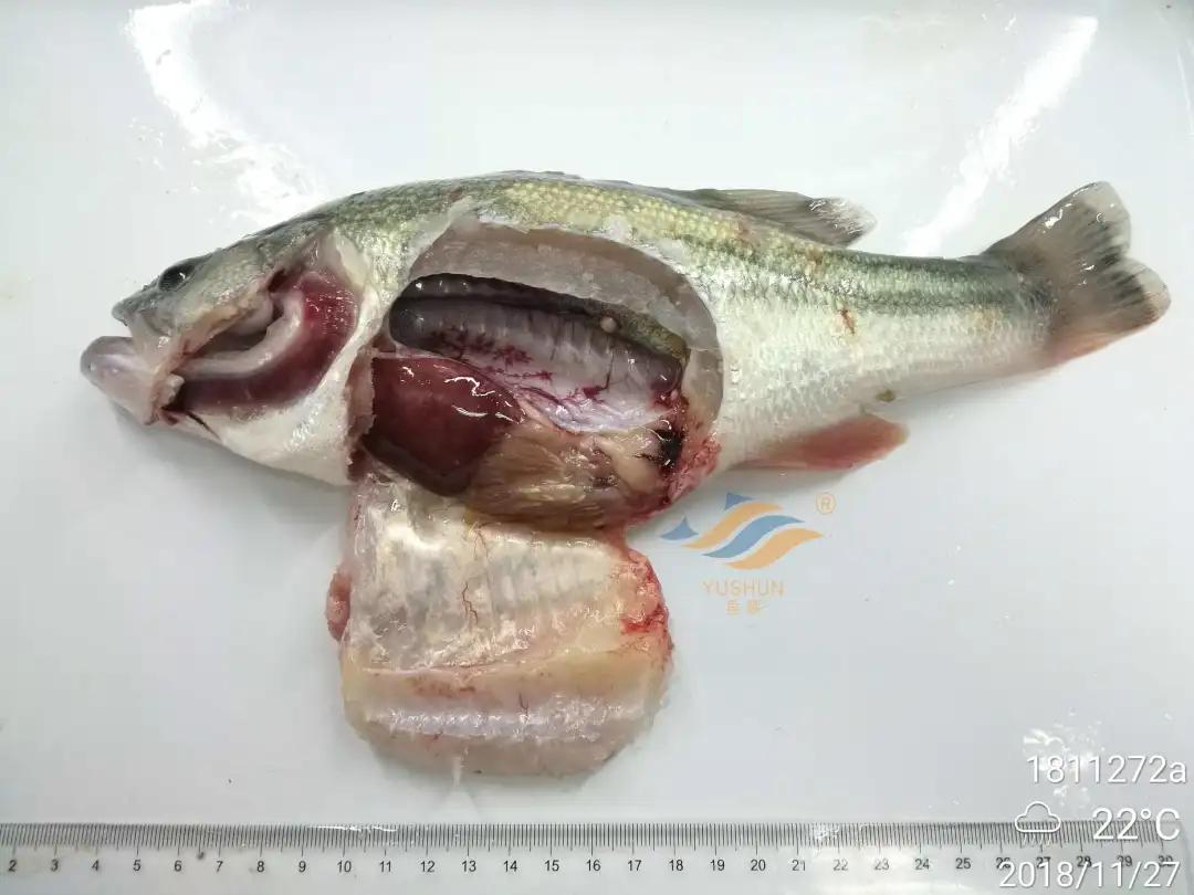 加州鲈常见病害及临床表现,加州鲈黑斑病