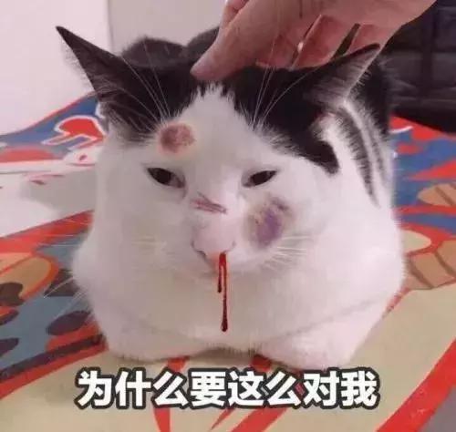 养猫新手入门必知事项及注意事项,新手养猫注意事项及手册