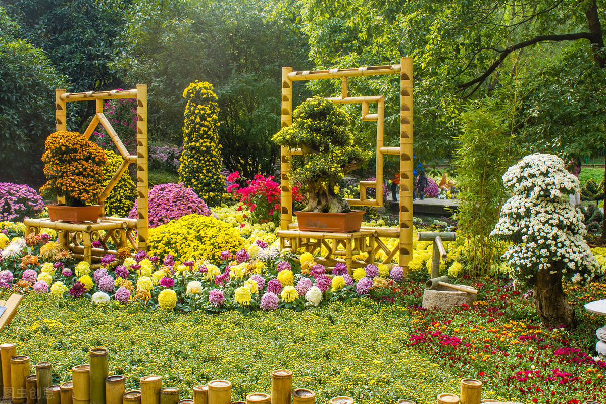 重阳节赏菊正当时，推荐国内这9个地方的赏菊好去处，沉浸式赏花