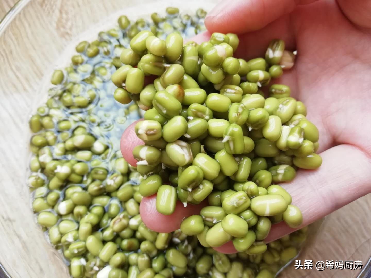 用绿豆泡豆芽七天过程,泡发绿豆怎么做好吃又简单