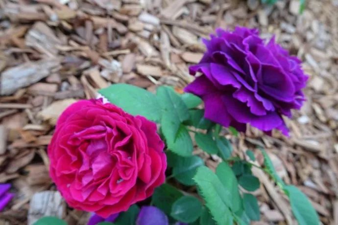 红红火火月季花图片,月季花红色有哪些品种好看