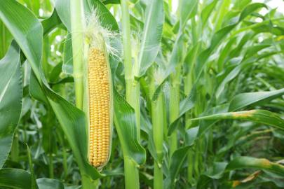 这篇文章告诉你种玉米打除草剂时间及其价值？