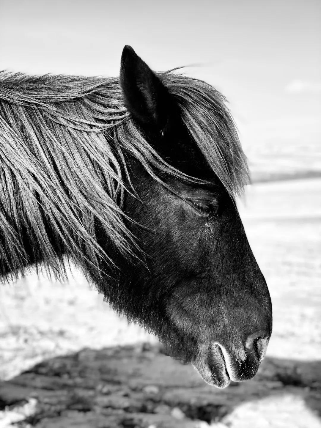 iphone相机操作指南广角镜头篇,iphone相机操作指南3.0