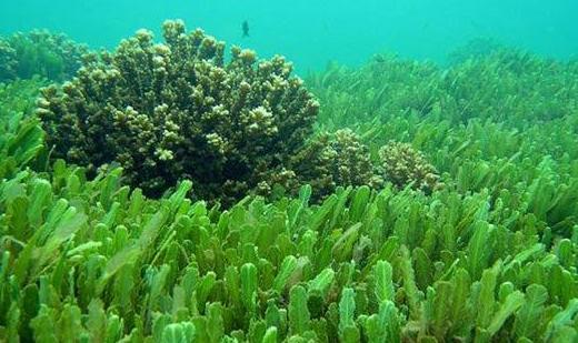 地球最早的浮游生物,最早出现的浮游生物