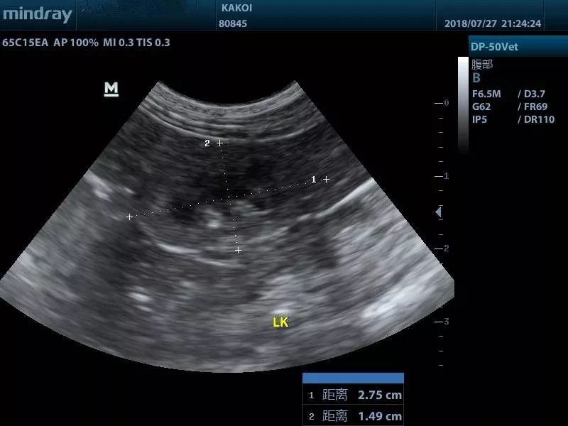 猫只喂火腿肠能活吗,猫因为脂肪肝导致完全不能进食