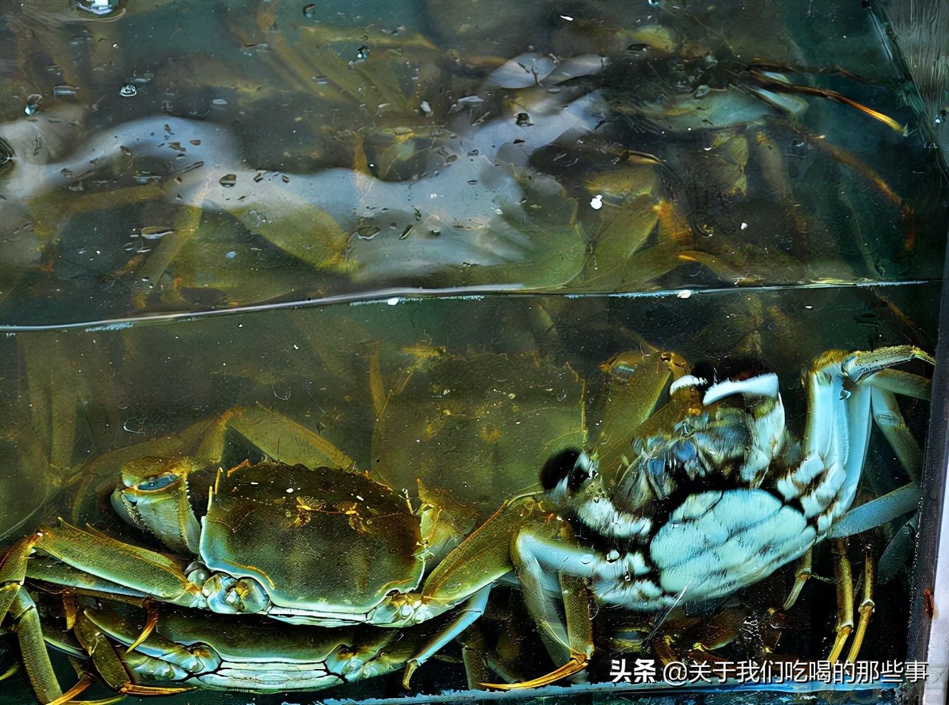 新鲜的螃蟹怎么保存到第二天吃,吃不完的螃蟹应怎样保存比较新鲜