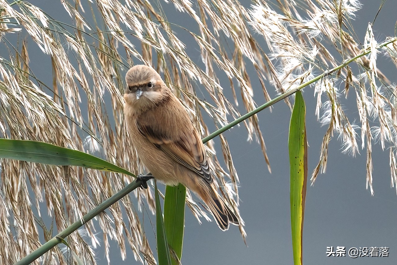 「10.13」北京沙河观鸟日记：收获长尾山椒鸟与中华攀雀