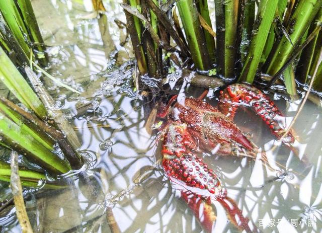 琥珀龙虾一条街价格,贵池路龙虾一条街