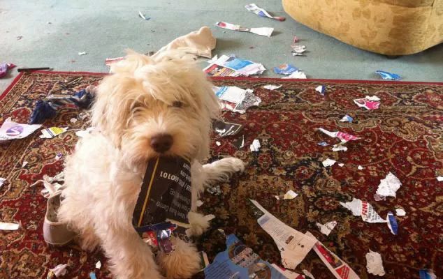 狗狗爱翻垃圾桶怎么训练,狗狗翻垃圾桶怎么纠正