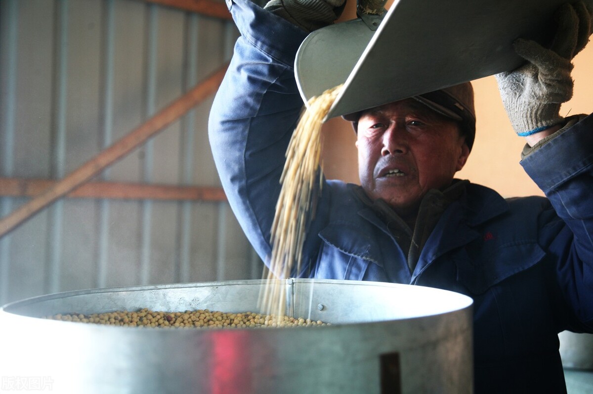 年后大豆价格会怎样,2021年东北大豆秋季价格预测