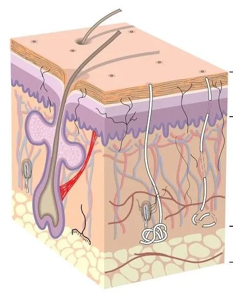 绝对不能挤的痘痘一般长什么样,哪里的痘痘不能挤
