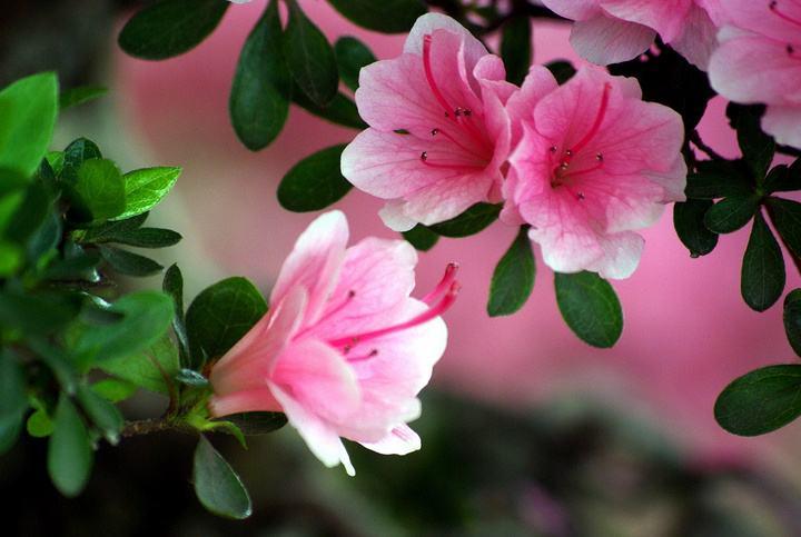 杜鹃花黄叶掉叶怎么办呢,盆栽杜鹃花叶掉的厉害怎么回事