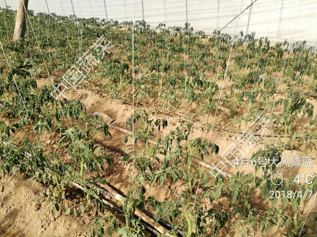 霜冻冰雹雪灾应对措施,冰雹天气请注意防范