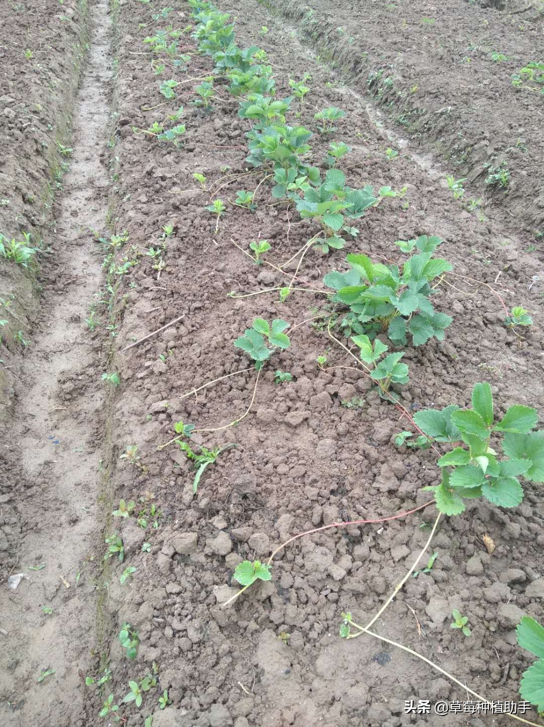 草莓病毒病高发期来了！得了基本没救，预防是关键