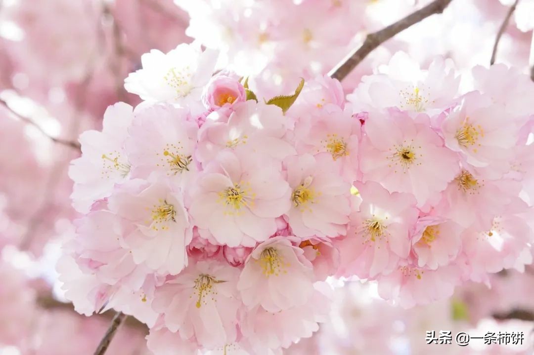 芬芳木质香调味香水,芬芳香水配方