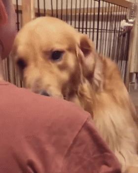 大金毛不听话怎样训练,大金毛根本不听话怎么办