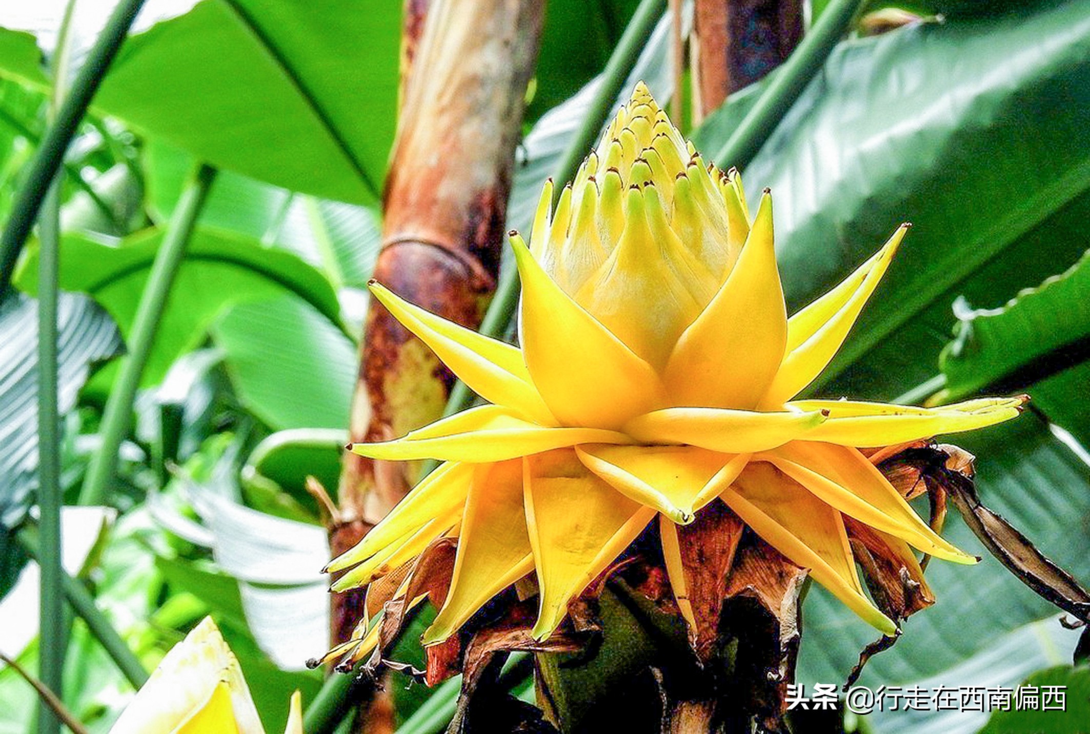 西双版纳五树六花景点,西双版纳都有哪些开花的树