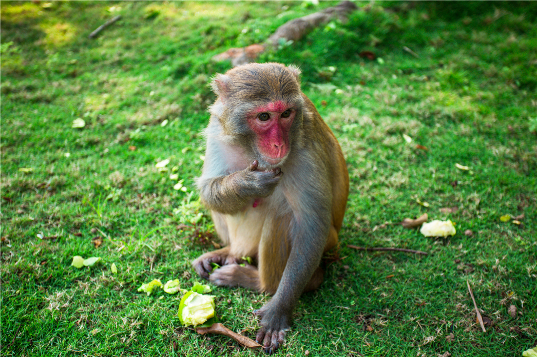 海南必玩猴岛与呆呆丨看萌呆猕猴，呆呆岛发呆