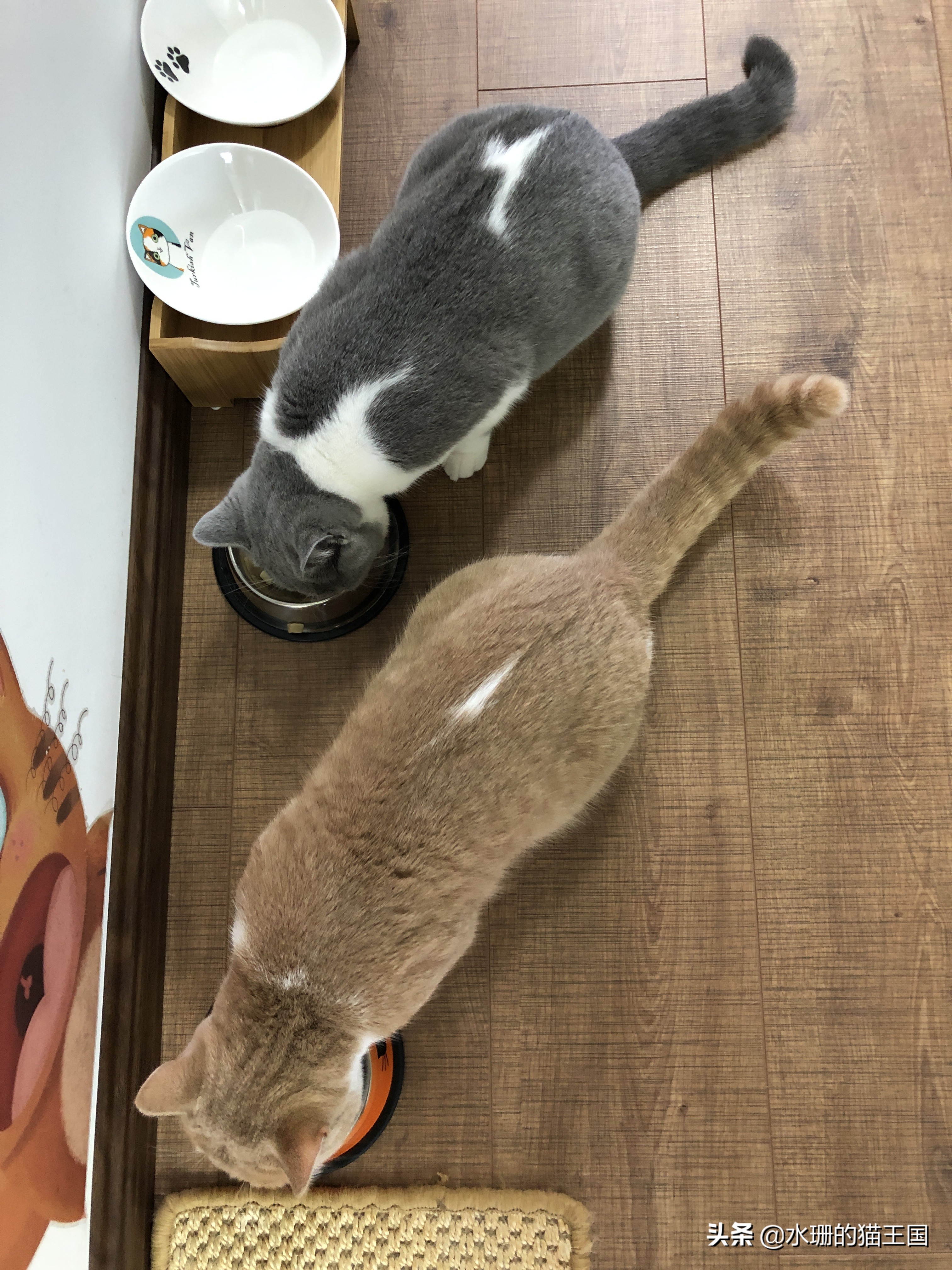 如何训练猫学会一些动作,怎么驯猫入厕的方法和技巧