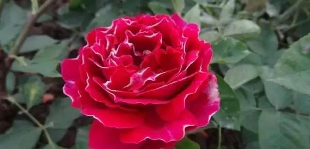 玫瑰花有哪些品种,玫瑰花有哪些品种大全