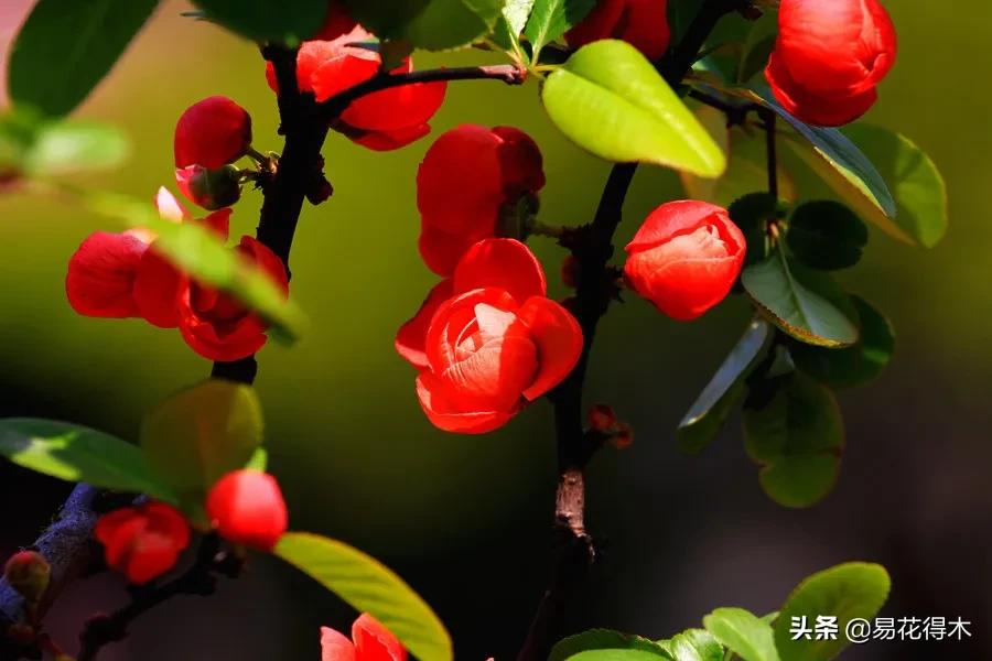 海棠春睡，樱花如雪，两种花卉如何辨识区别？