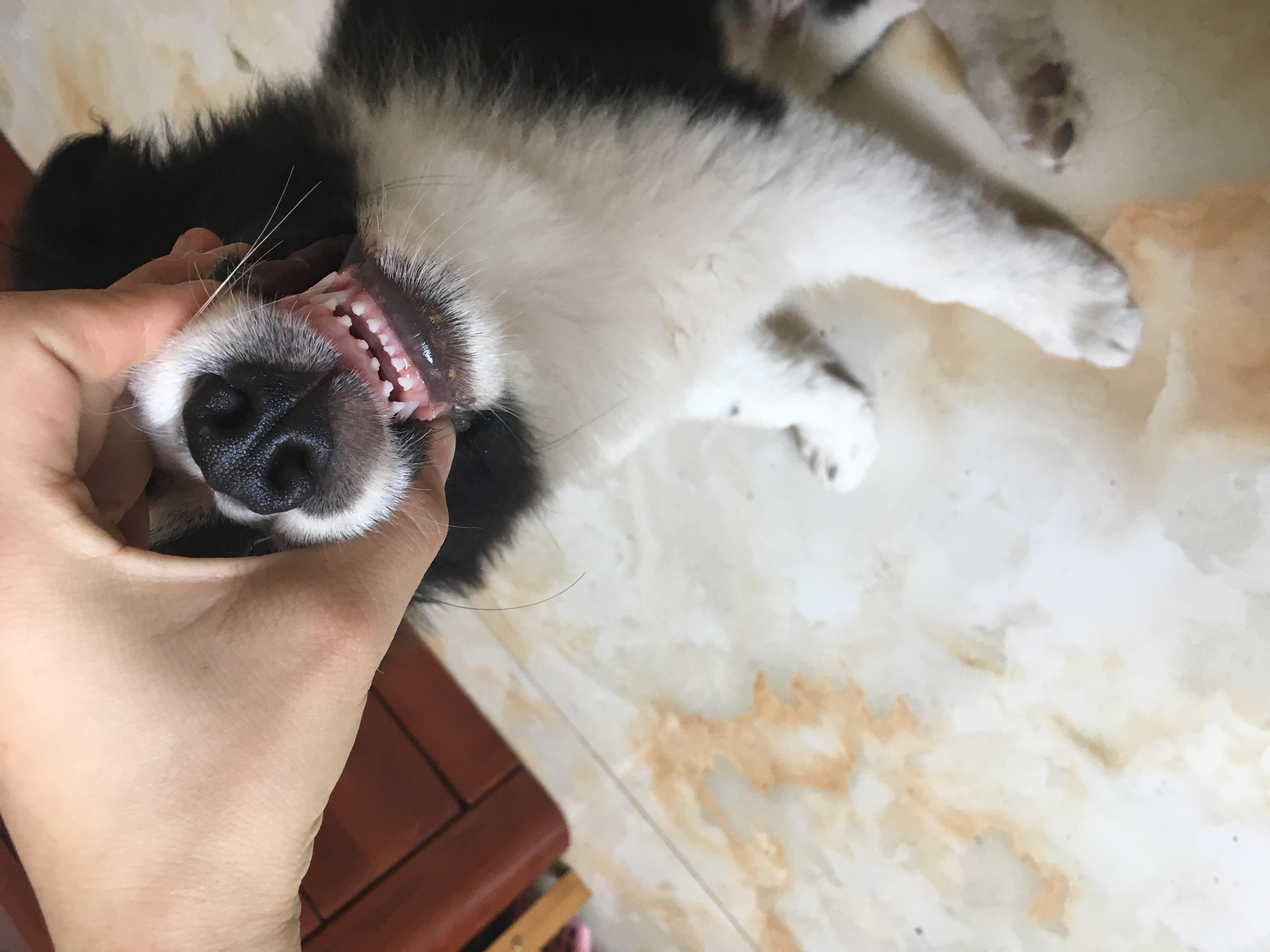 狗狗有3根胡须有什么说法 (狗狗胡子的功效和作用)