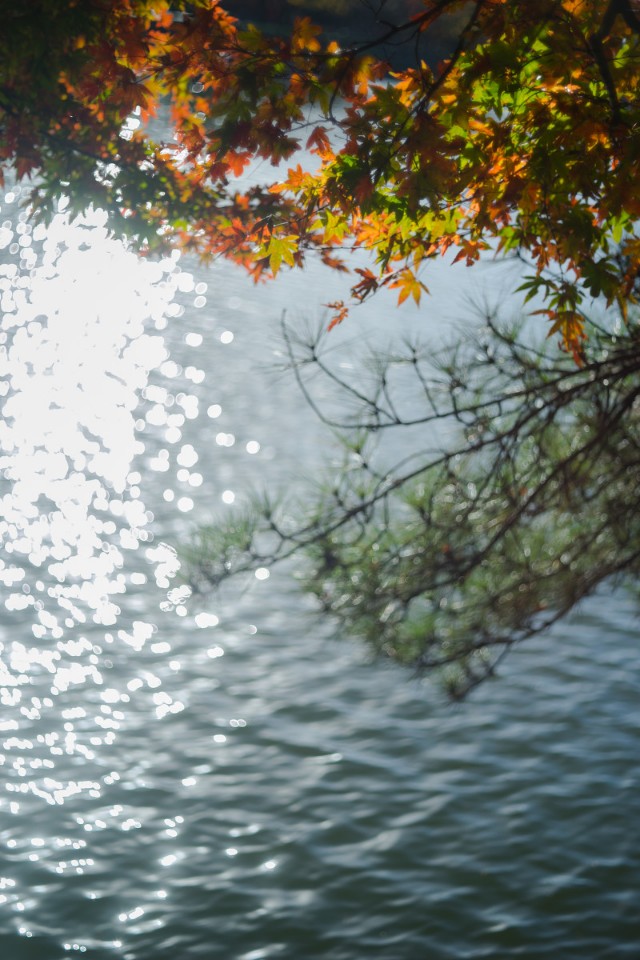 戏掬清泉洒蕉叶打一生肖,戏掬清泉撒蕉叶是什么意思