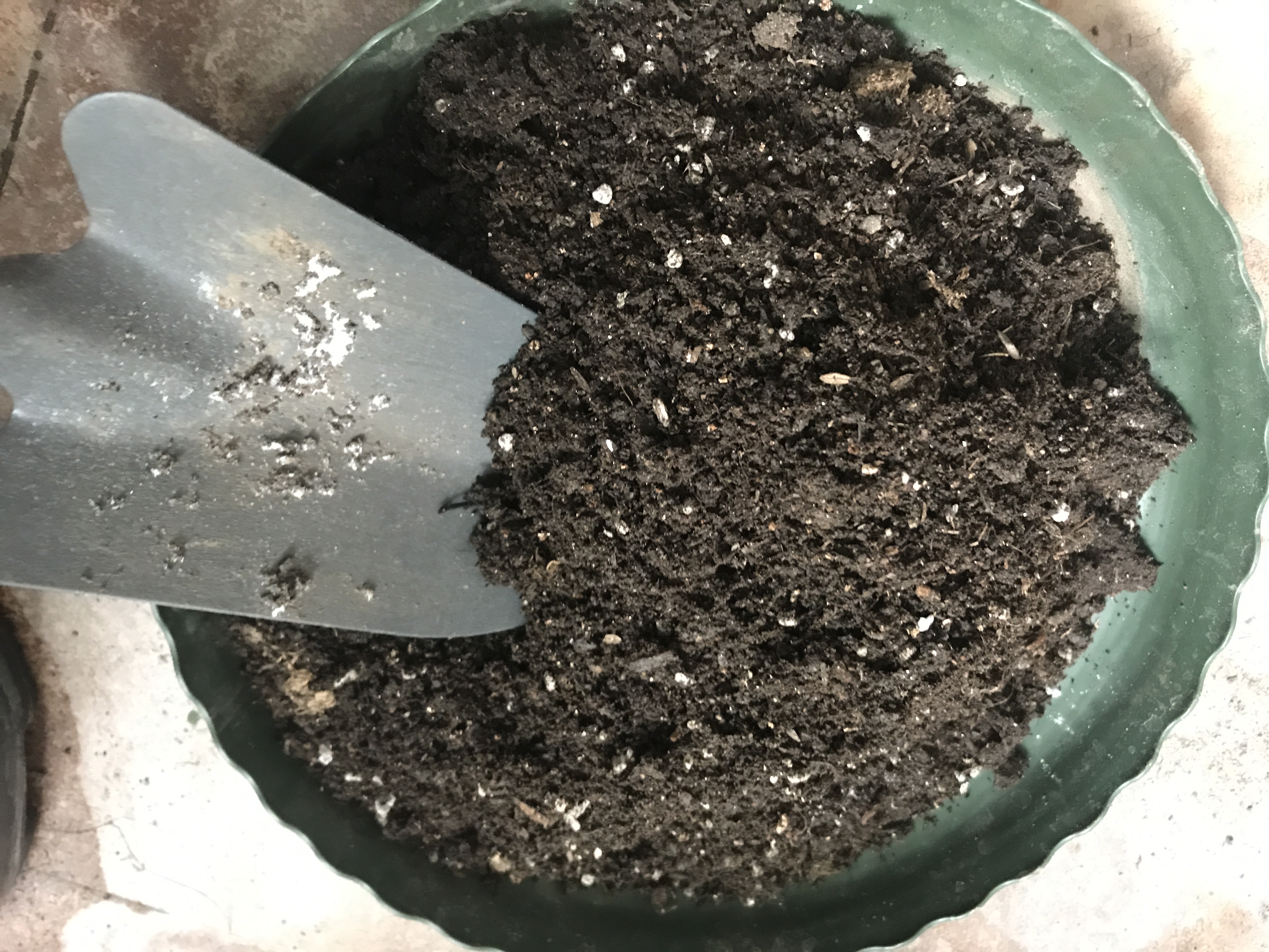 没有阳光能种好月季吗,没有阳光养什么鲜切花