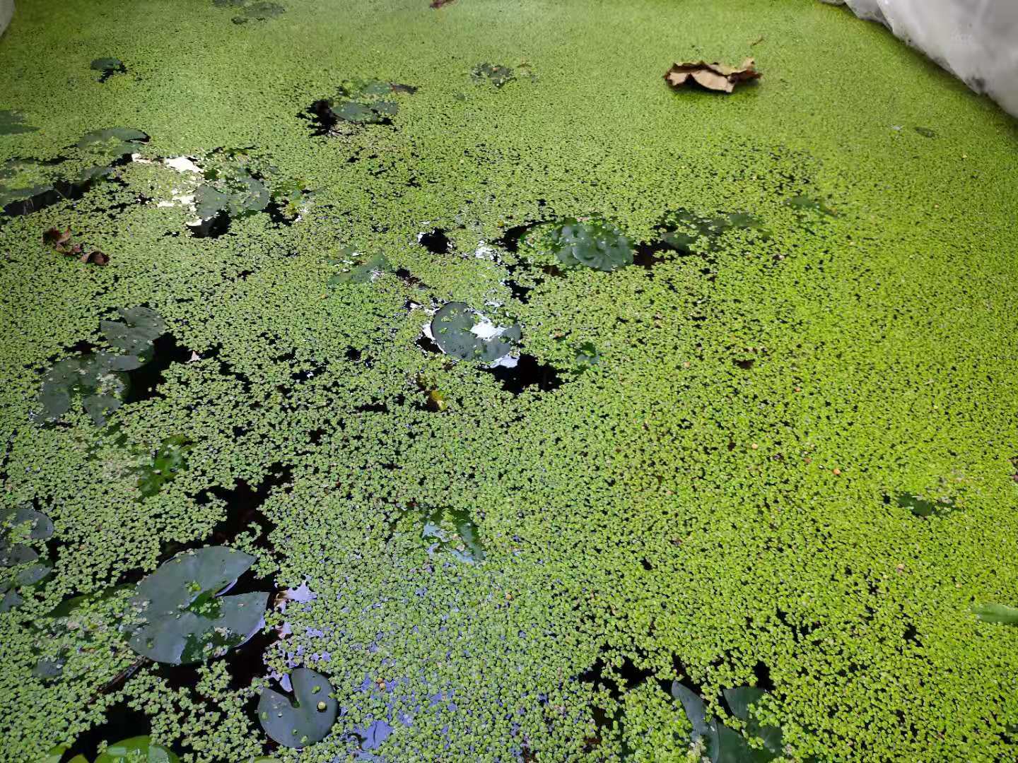 孔雀鱼一直全部待在水底没事吧,孔雀鱼有几条一直在水底下