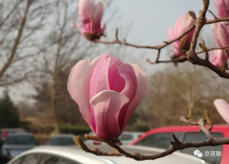 张虹｜玉兰花香且可食