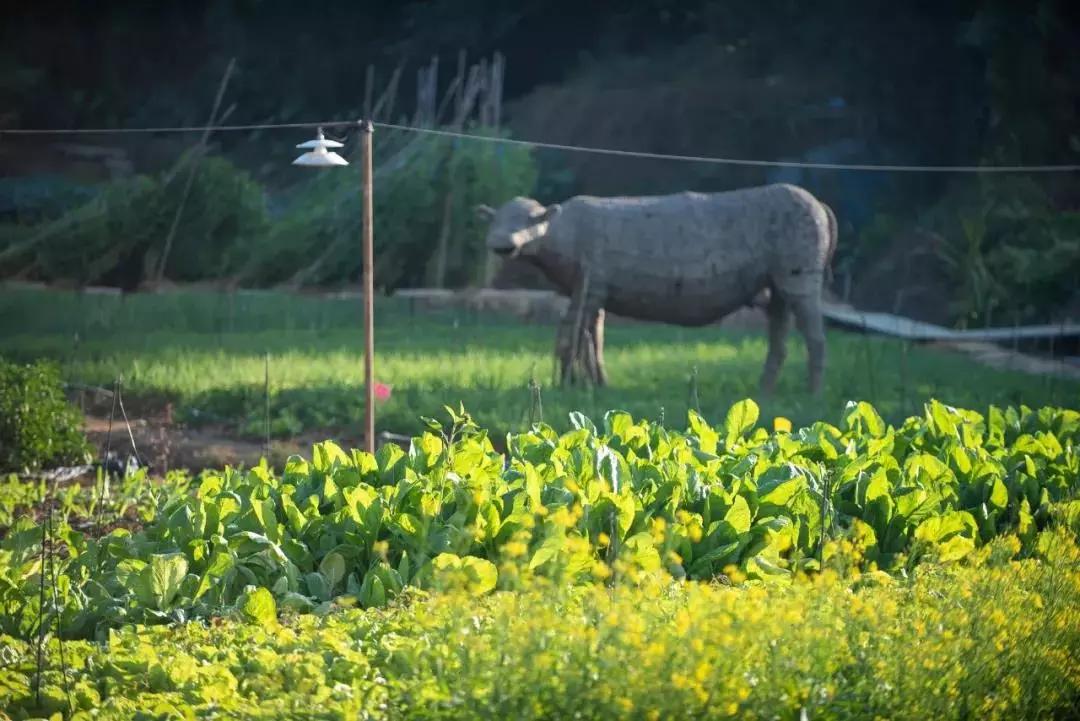 惠州秋长谷民宿推荐,惠州这家最有格调稻田民宿