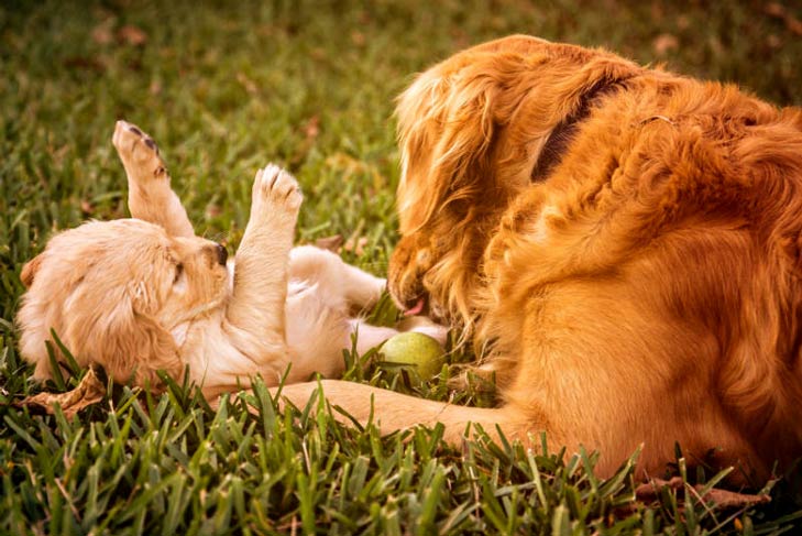 狗狗怀孕了会出现哪些症状,狗狗刚刚怀孕最明显的征兆
