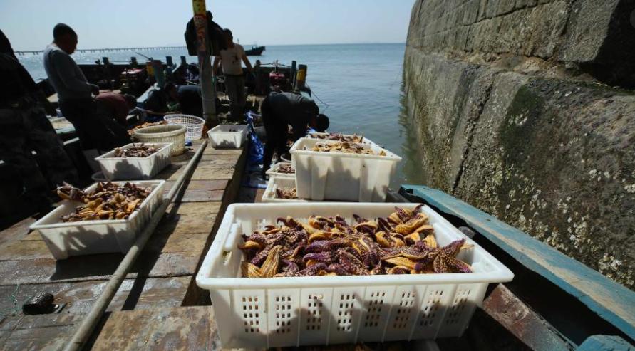 青岛海星泛滥成灾海星能吃吗,青岛入侵海星已供不应求