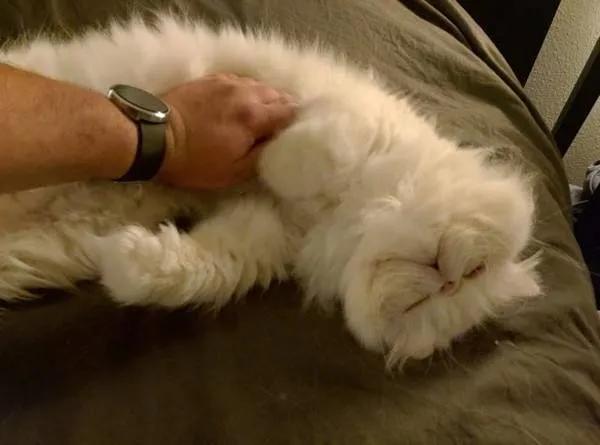 猫咪爱咬人、不让主人抱，脾气差的猫该如何正确教育？