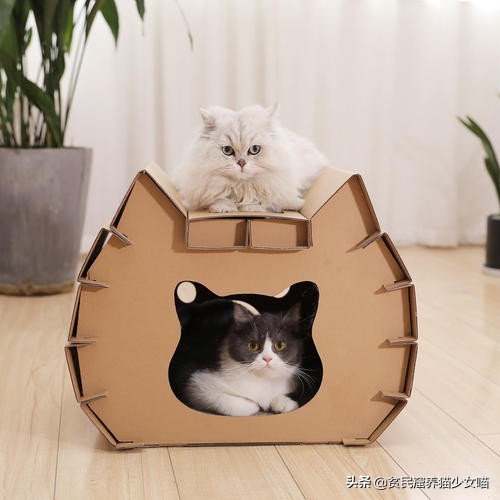 猫咪最喜欢的玩具排行榜,猫咪玩具红黑榜