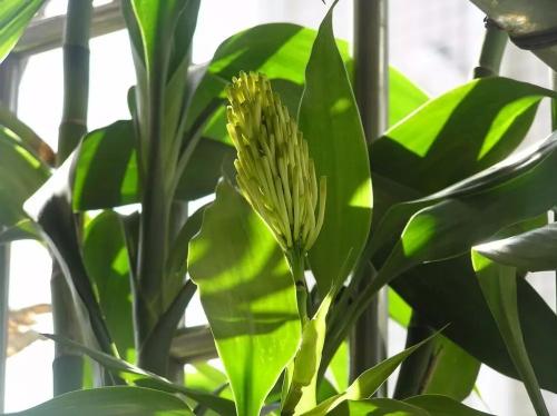 家养富贵竹讲究,家养富贵竹用什么肥