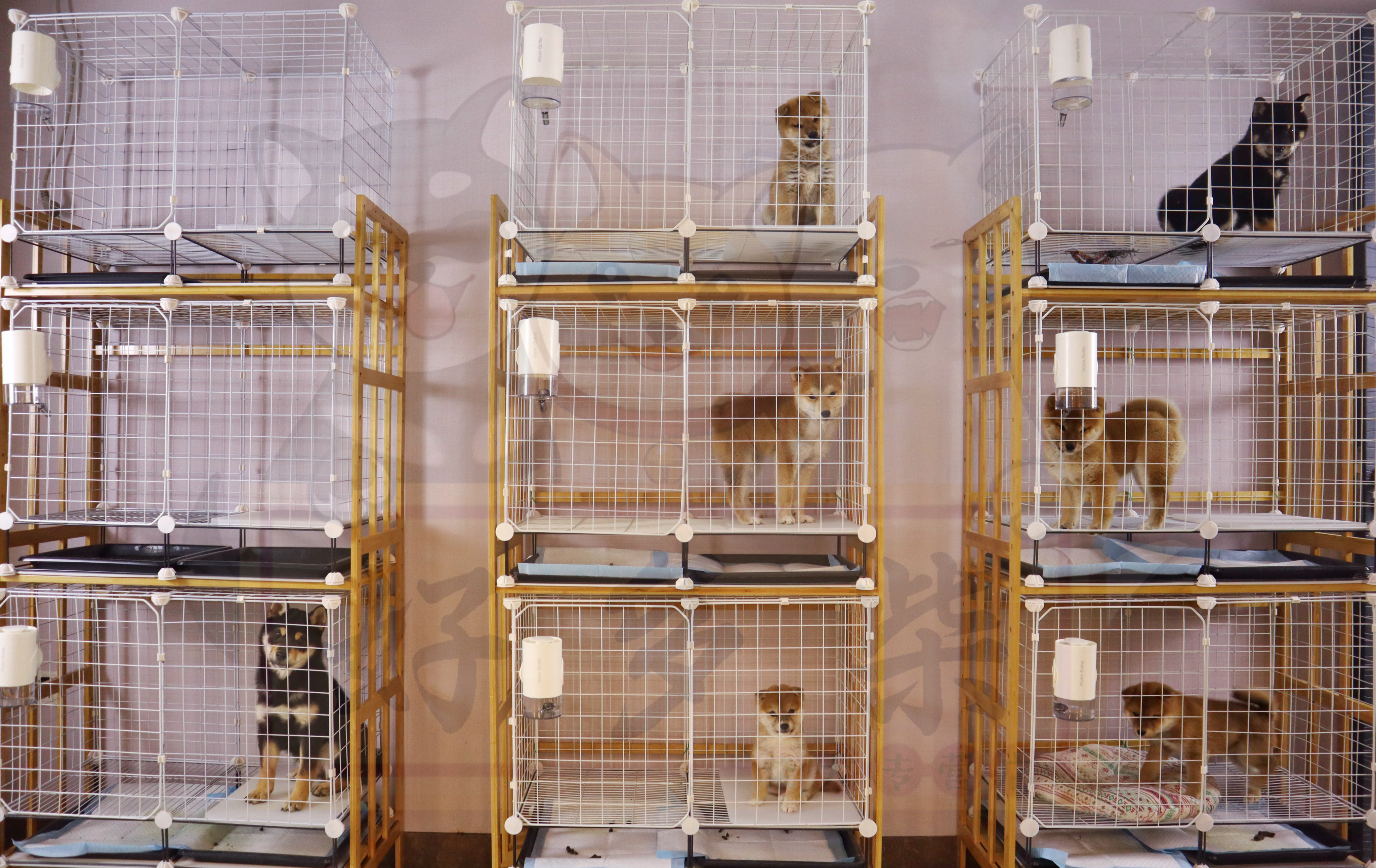 怎么辨别正规犬舍,如何判断犬舍