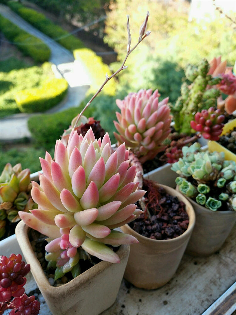 养多肉千佛手，注意三个关键点，长势大好