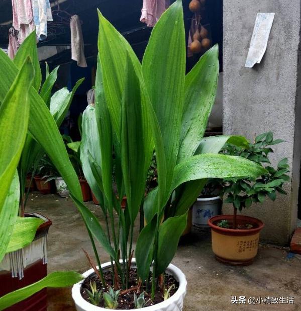 除甲醛的绿植和花卉,除甲醛绿植第一名又好养