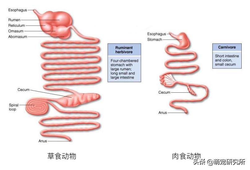 猫为什么爱吃冻干不吃自煮的肉,猫为什么爱吃罐罐不吃猫饭