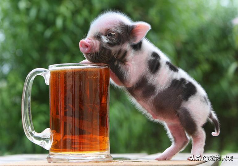 养宠物猪要做好的准备,养宠物猪需要注意的事项有哪些