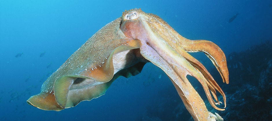 三个不可思议的外星生命新发现,有史以来最厉害的外星生物