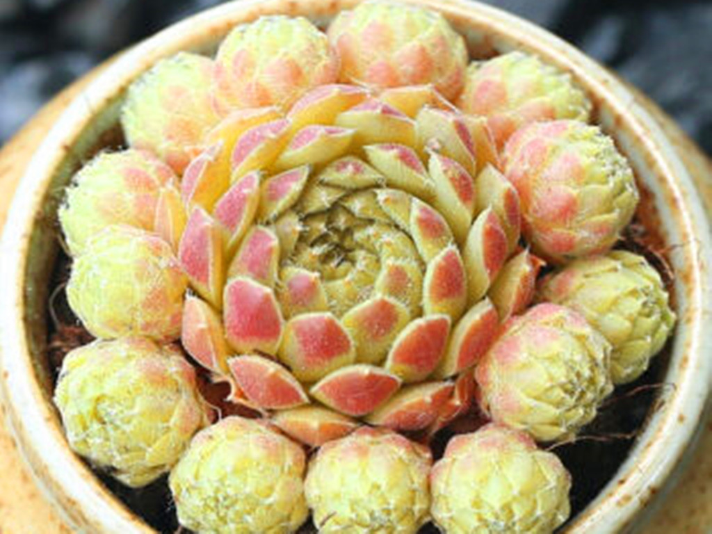 多肉怎么养着就变绿色了,多肉为何从红变绿了