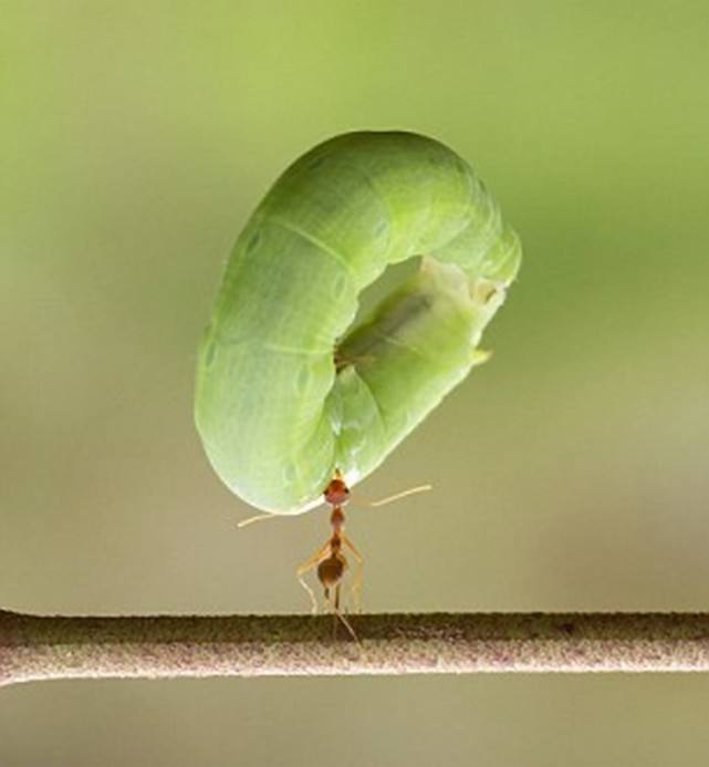 《力量的进化》:动物的竭尽全力只为吟唱生命之歌