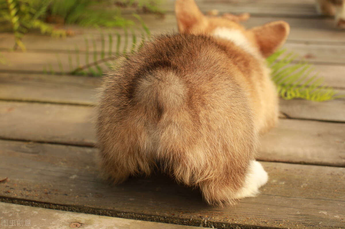 柯基喂养一个月吃什么钙片,刚领养过来的柯基怎么喂养
