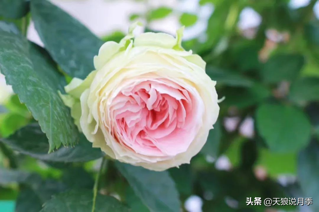 如何打造四季开花的花园,如何打造四季都有花的花园