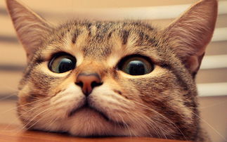 想让猫喜欢你怎么办,想让猫咪粘着我