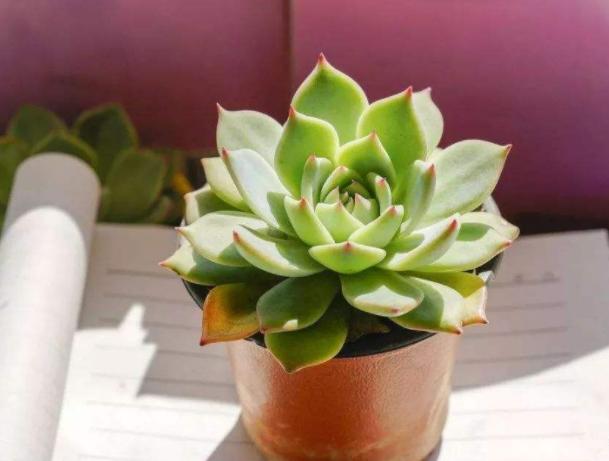 多肉是香饽饽？天热容易遭虫咬，学会5招，远离虫灾