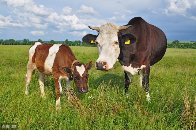 育肥牛常见疾病及防治，养殖户朋友过来看看，干货分享