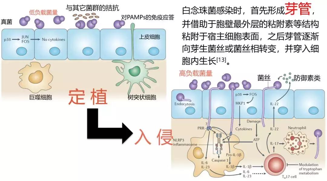 怎样确诊肺部真菌感染,侵袭性肺真菌病的确诊标准有哪些